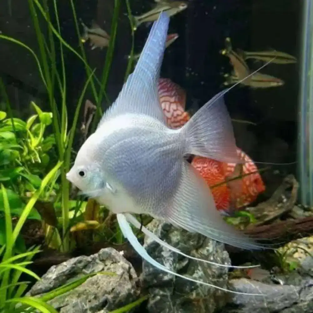 Ikan Manfish Platinum