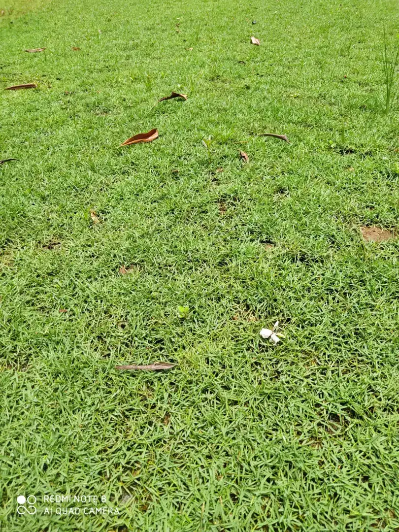 Rumput gajah rumput taman
