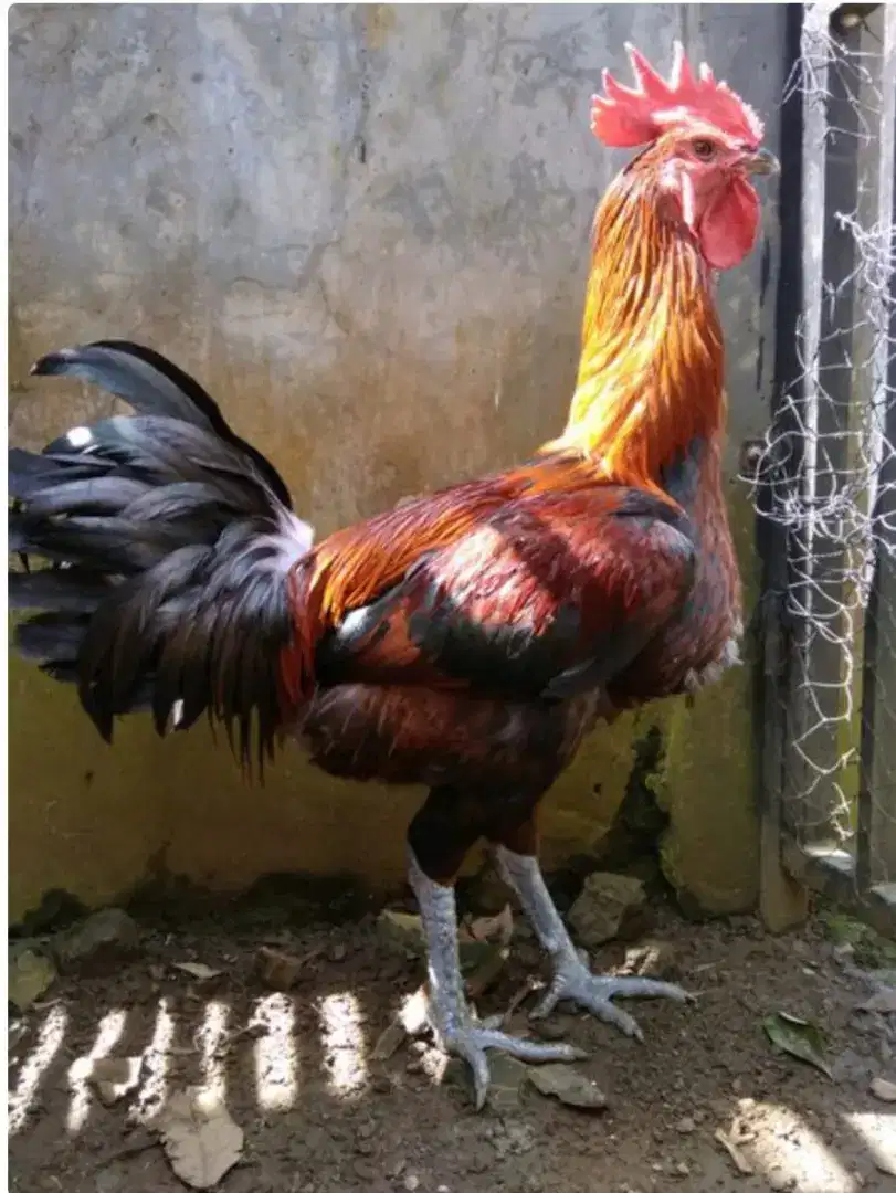 Jual Ayam Pelung Anakan