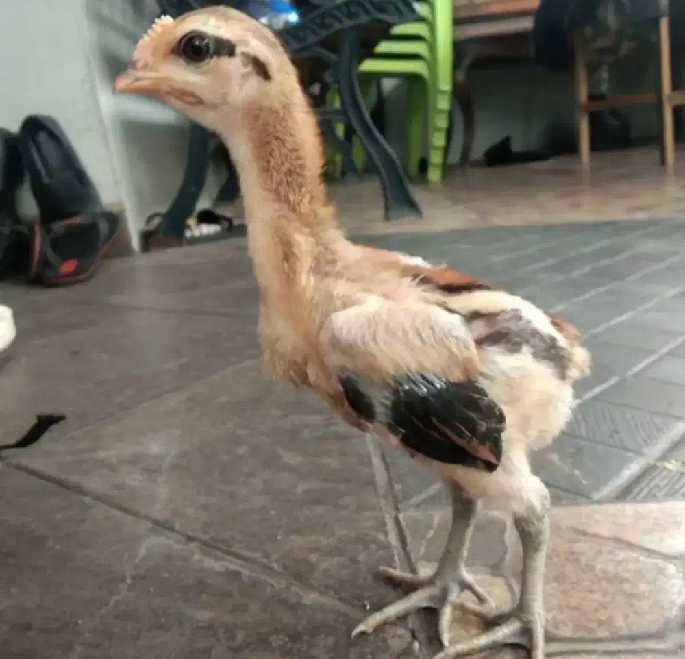 Jual ayam pelung Trah