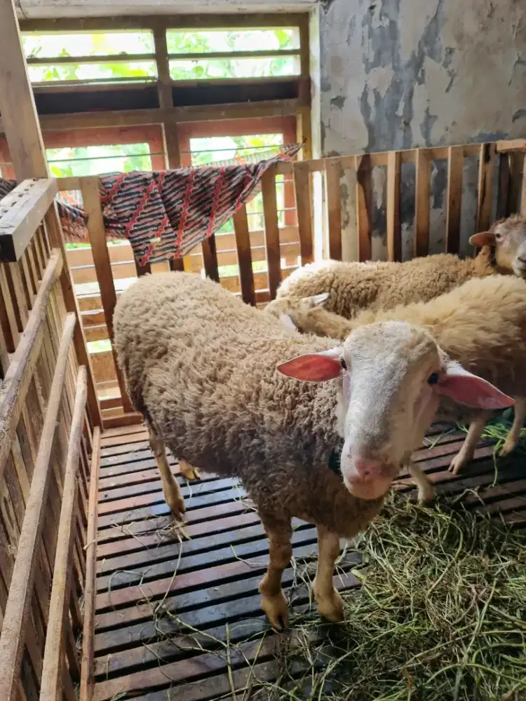 Domba jumbo untuk breeding