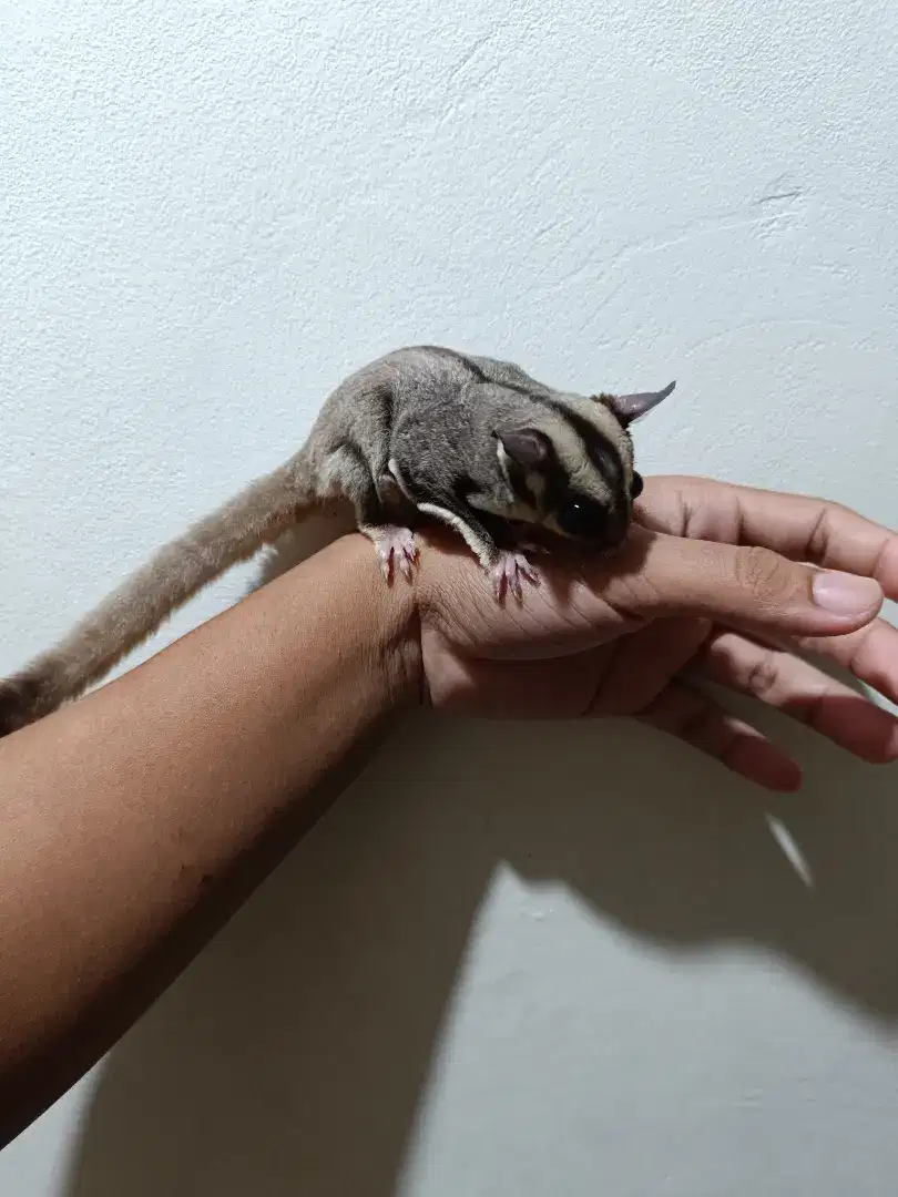 Sugar glider grey semi obes jantan jinak total barter / tuker tambah