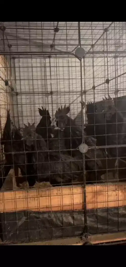 Harga promo ayam cemani asli lidah hitam usia 9 bulan jantan murah aja