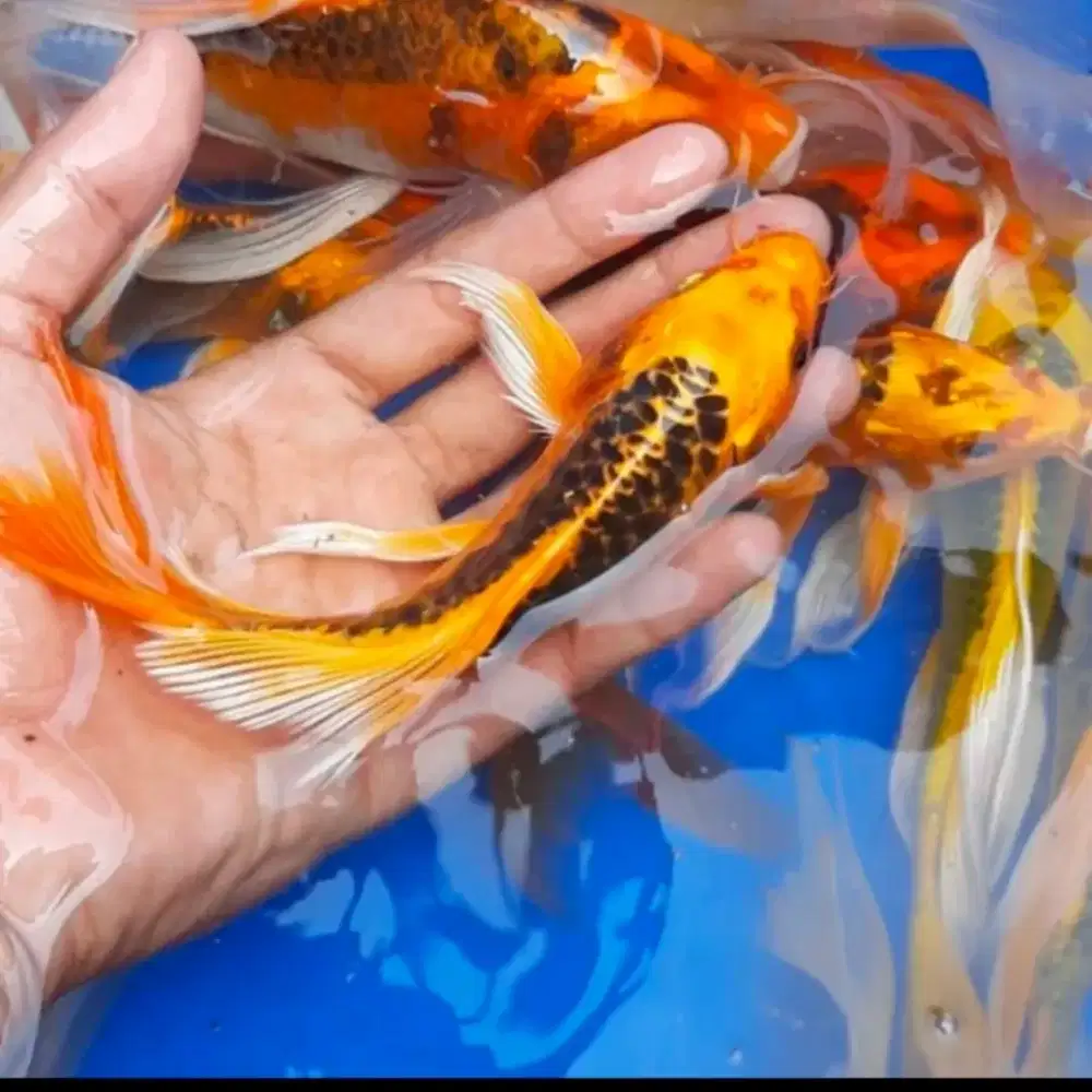Ikan koi kumpay 15-17cm, ambil banyak ada bonus