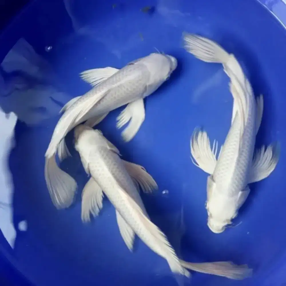 Ikan koi platinum slayer 25cm up