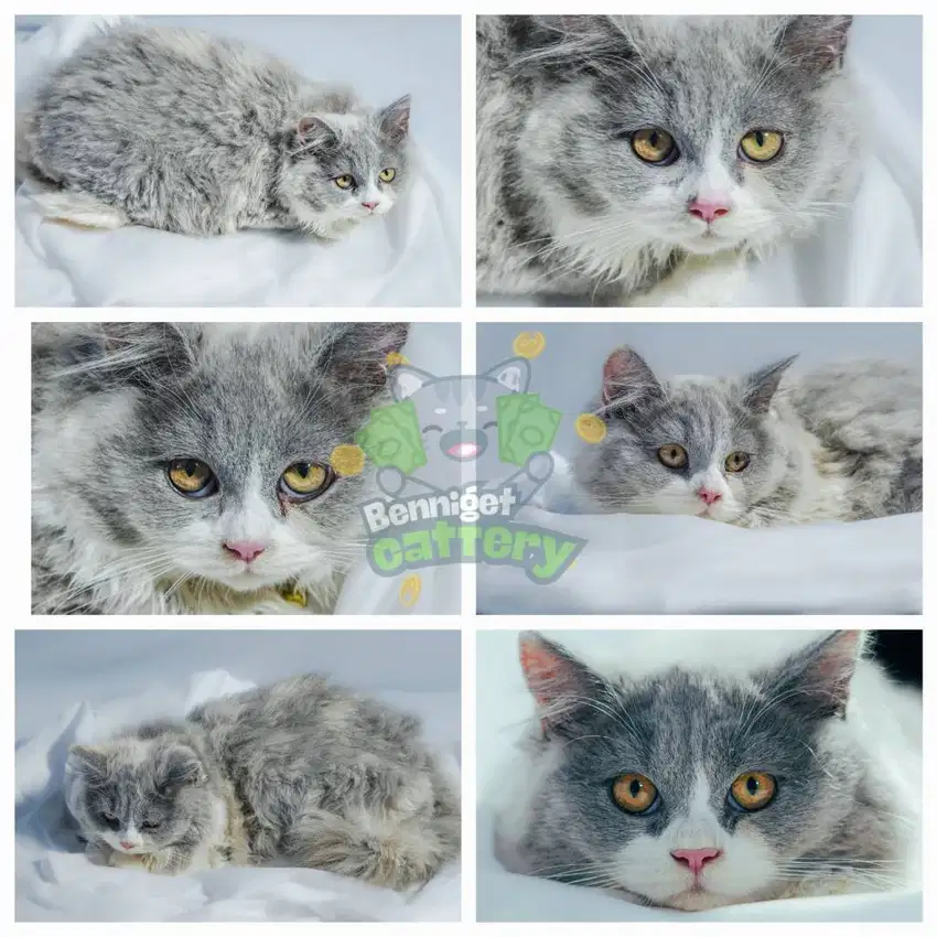 British Long Hair (BLH) Blue White Torties