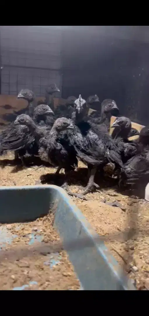 Jual ayam cemani asli lidah hitam ayam hias indonesia bibit unggul