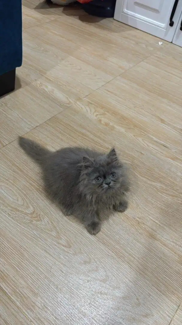 Flatnose mix peaknose