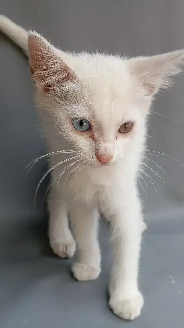 Kitten Odd eye Langka