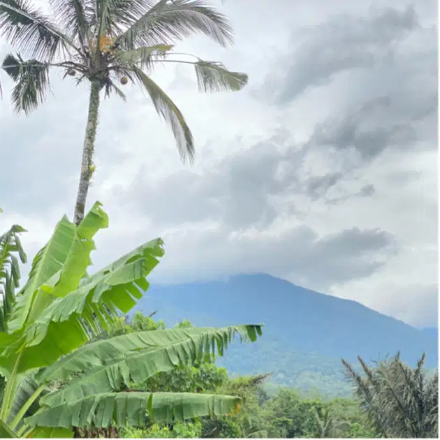Di jual kebun kopi dengan view sawah , gunung dan laut
