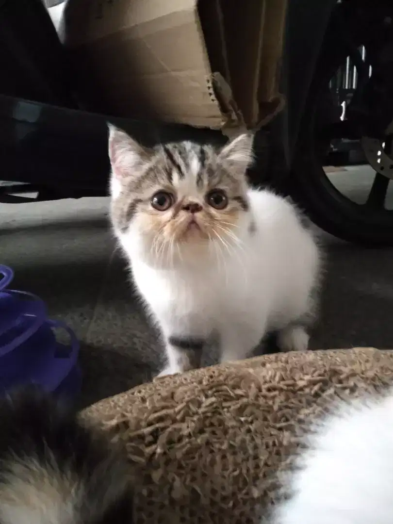 Jual Kucing exo peaknose