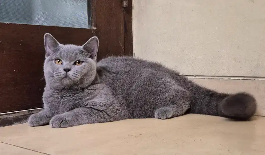 Kucing British Short Hair Ped Betina/ Kitten BSH Blue