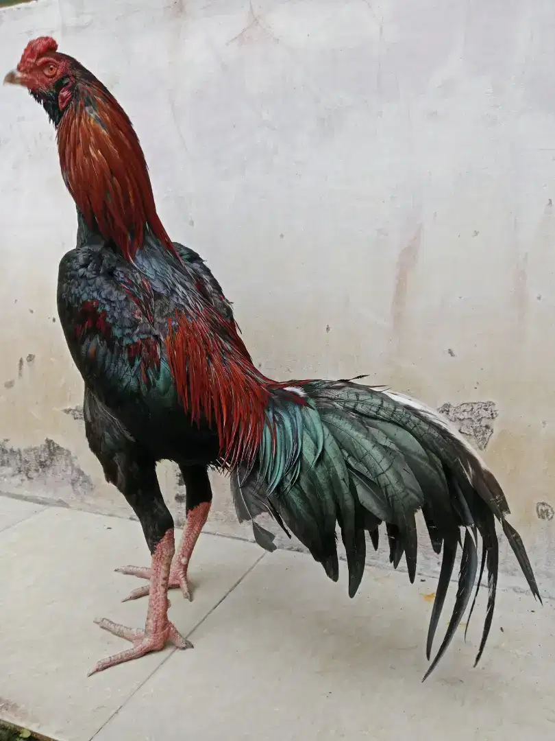 Ayam jago brewok bobot 3kg up