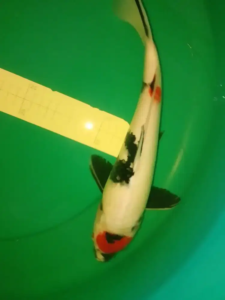 Ikan koi jenis Tancho SHOWA 35cm
