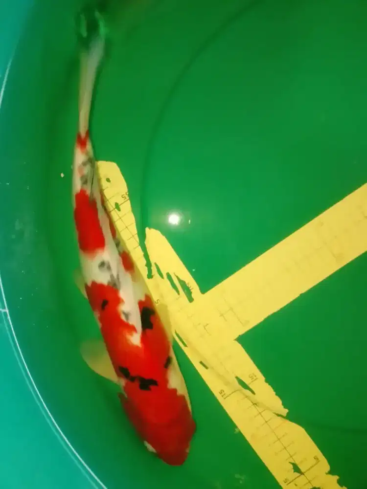 Ikan koi jenis Sanke 38cm warna strong