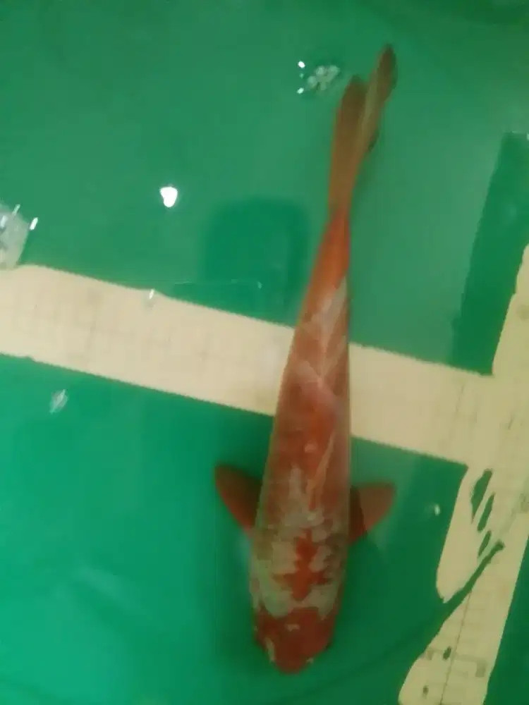 Ikan koi jenis Sabikoyo 34cm sertifikat Khusnul