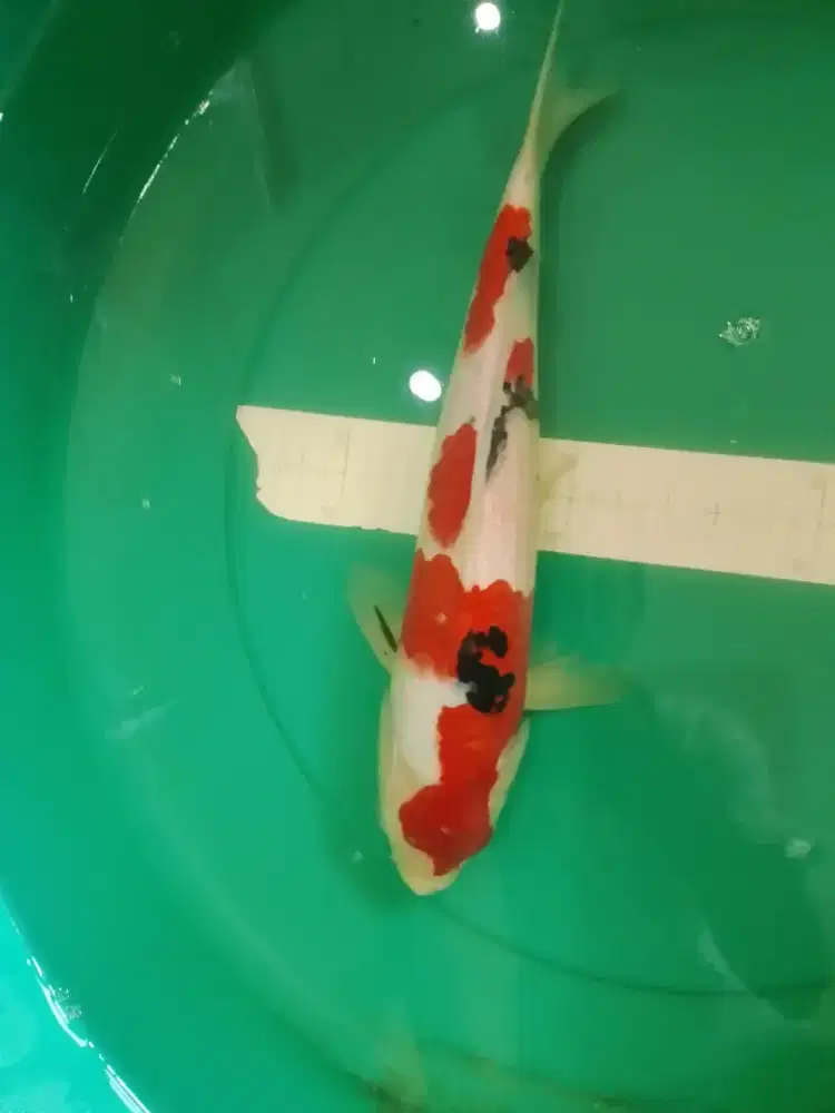 Ikan koi jenis Sanke 37cm HQ