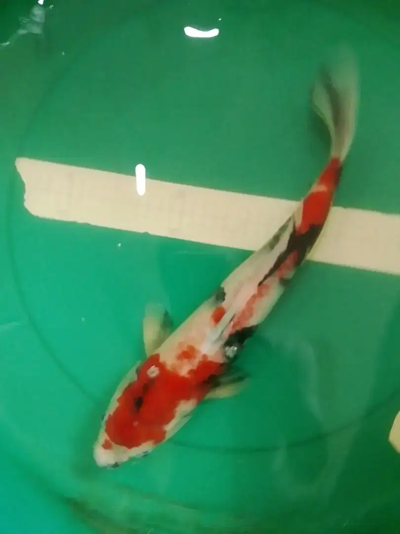 Ikan koi jenis SHOWA import 41cm sertifikat ISA