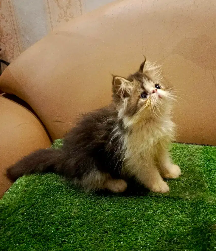 kitten persia peaknose
