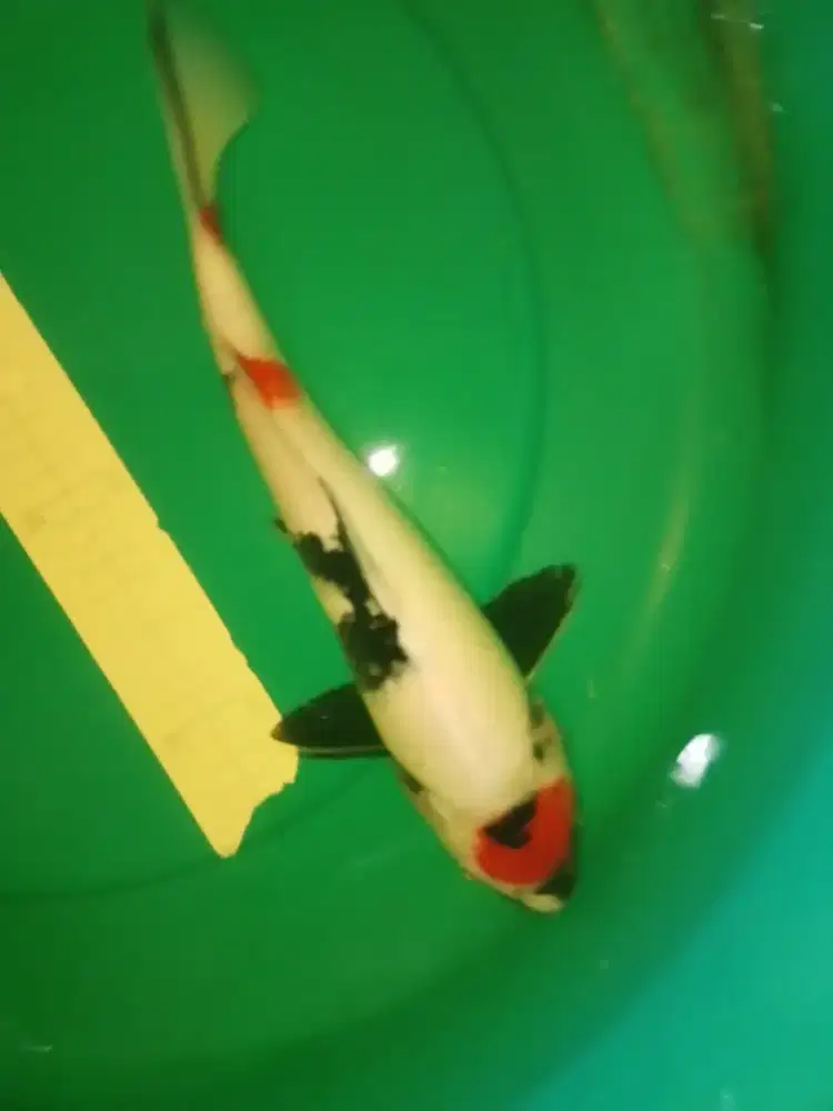 Ikan koi Tancho Showa 35cm