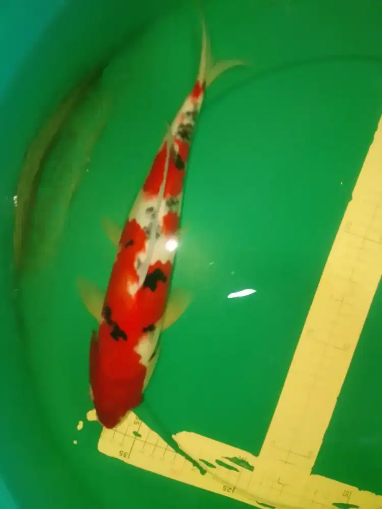 Ikan koi jenis Sanke 38cm super red