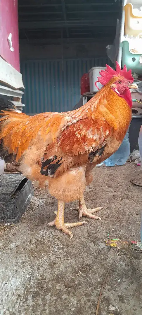 Ayam Jantan kampung tipe merawang