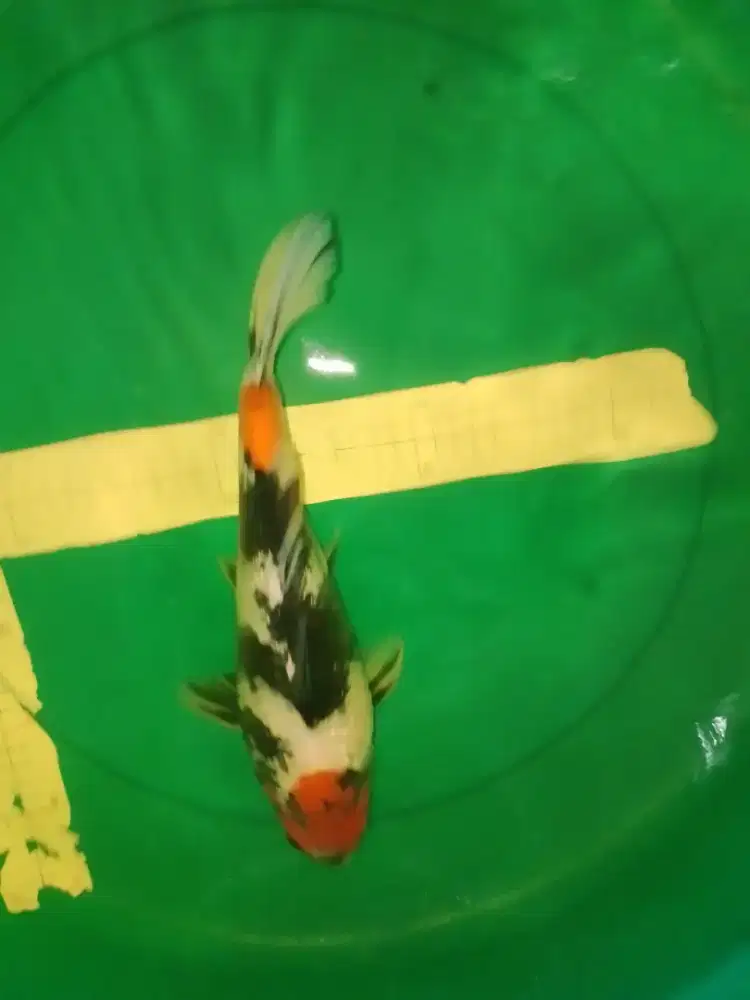 Ikan koi SHOWA GINRIN 37cm original