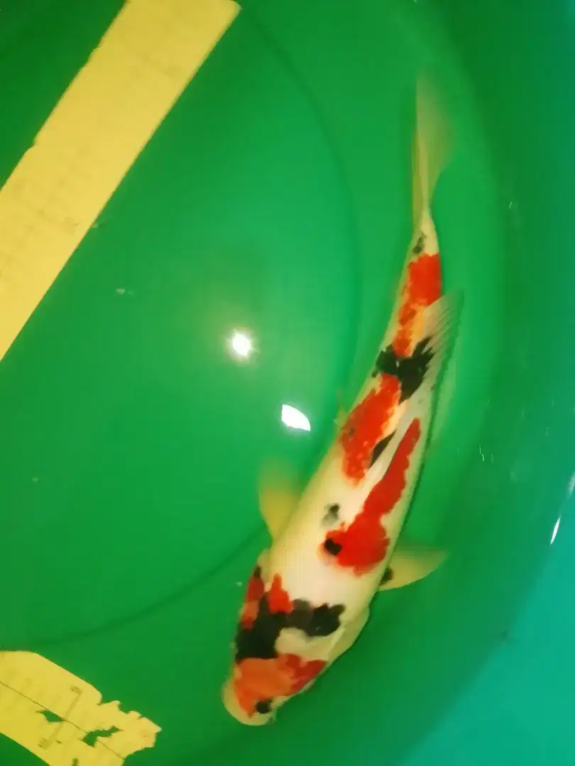 Ikan koi Showa 37cm bagus