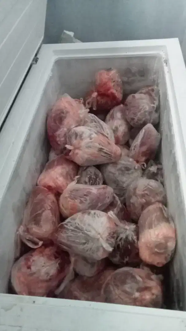 Jantung sapi lokal