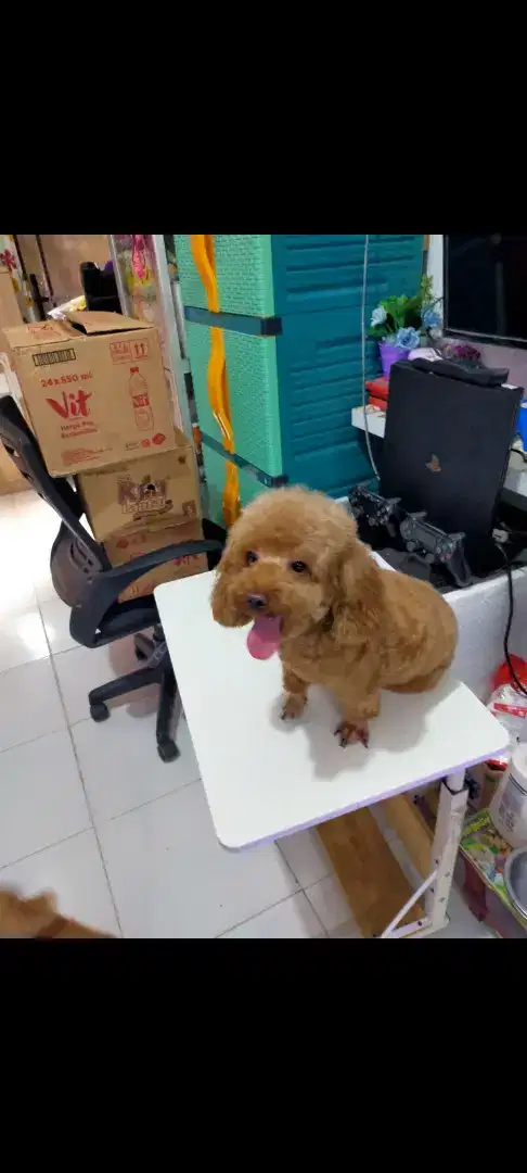 Poodle jantan mini lucu