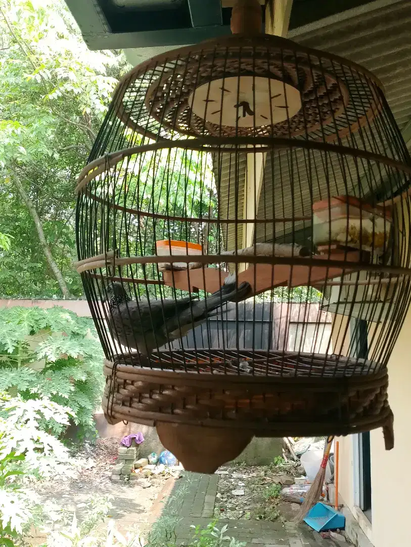Burung tekukur kuk 1 lokal alam blorok