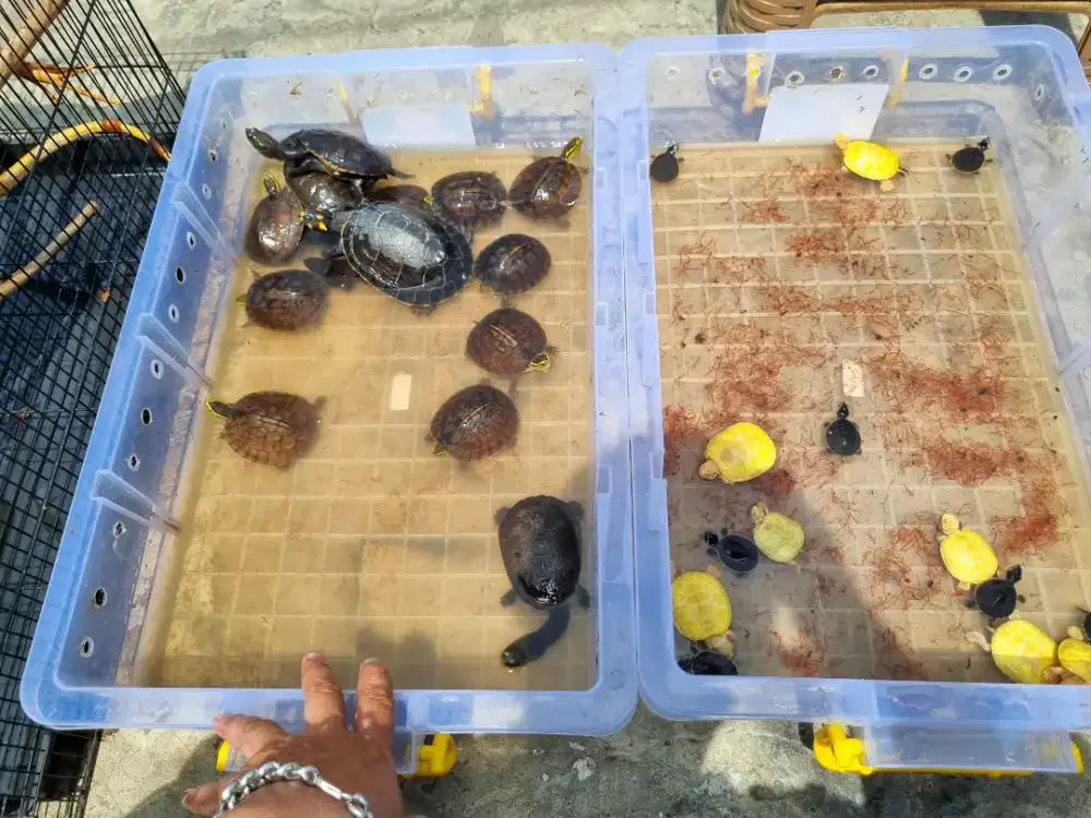 Kura Kura air peliharaan ( Ambon,brazil,Damer,LP )