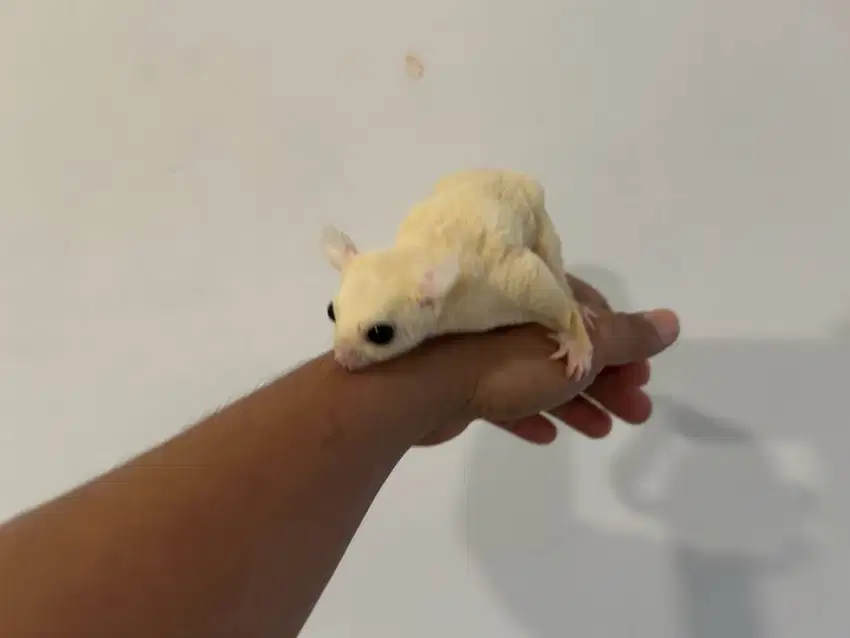 Sugar Glider LEUCISTIC
