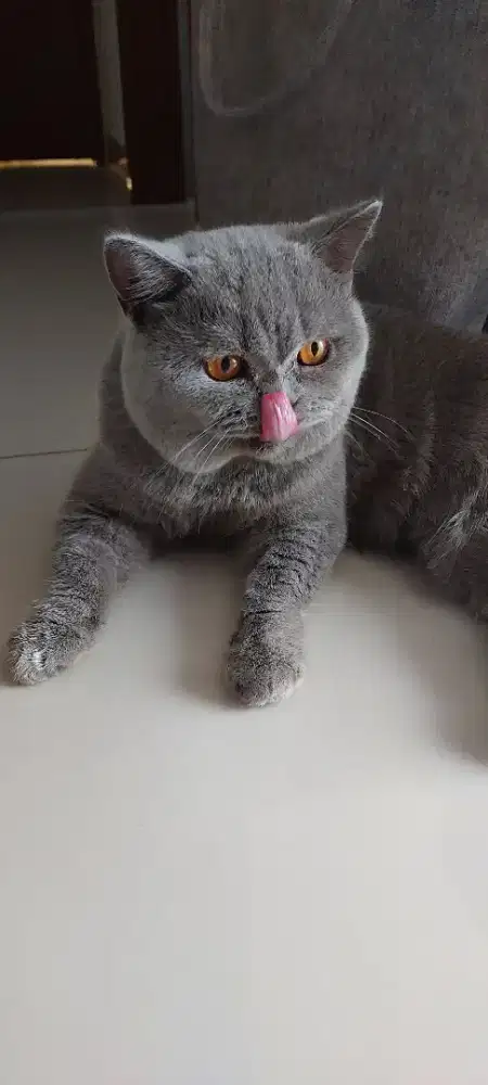 Kucing British short hair BSH male