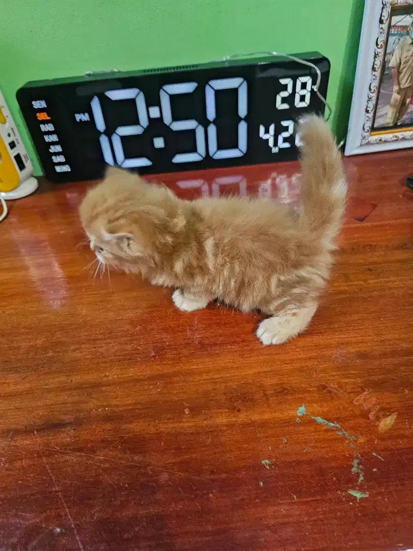 Open adopsi kitten persia