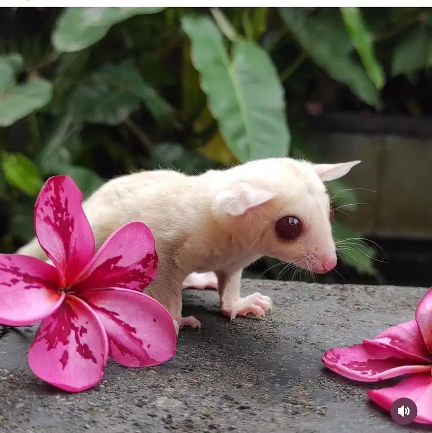 Sugar glider ruby leu