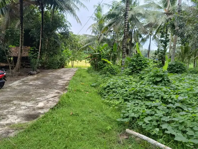 Tanah Pekarangan Tepi Jalan Cor View Persawahan