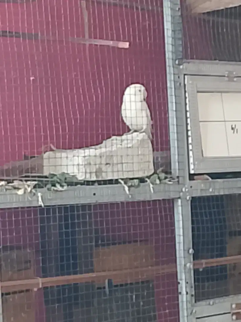 Lovebird albino mm jantan