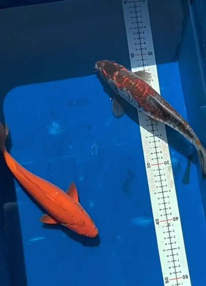 Ikan koi blitar kualitas sanke doitsu grade A 28cm