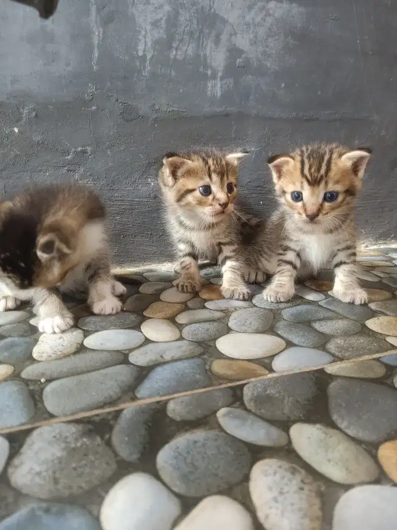 Lepas adopsi umur 1 bulan
