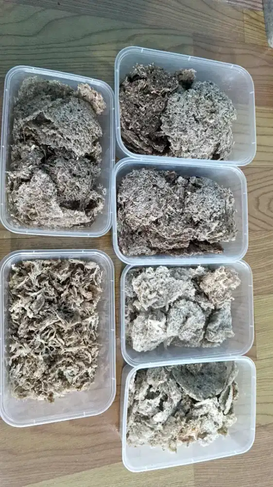 Khusus cowok yg pengalaman cabut bulu walet