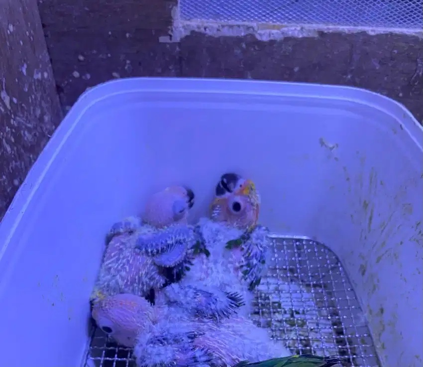 Sunconure Lolohan
