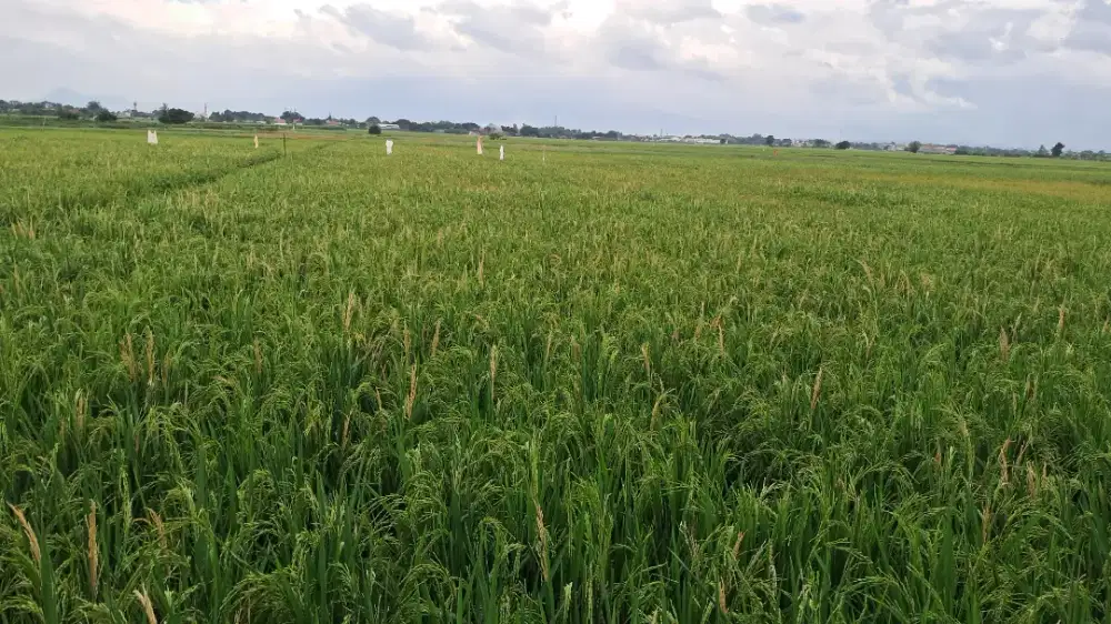 Jual sawah 8200m² desa asembagus kraksaan