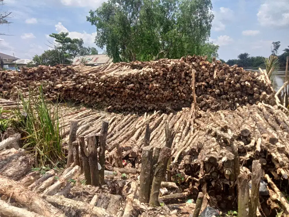 kayu galam berkualitas