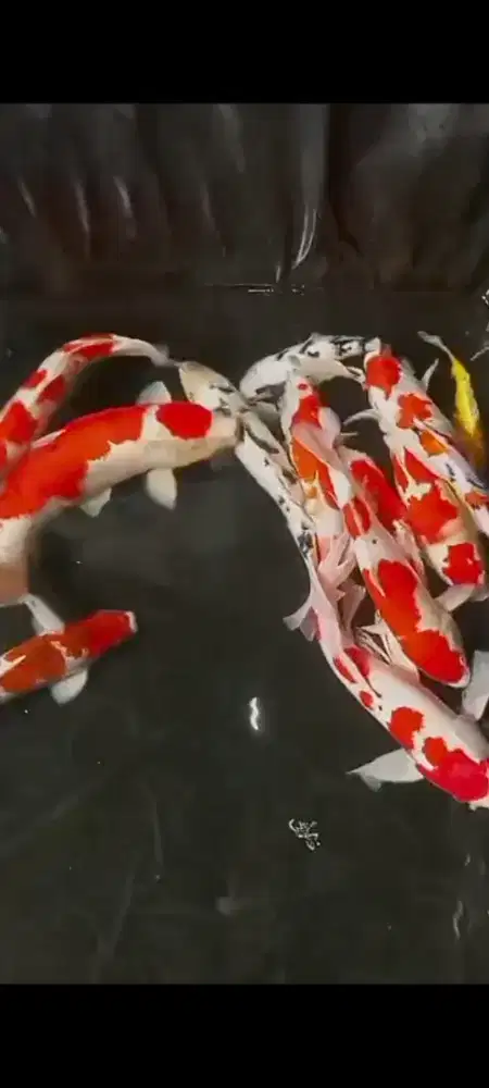 Jual ikan koi jumbo 40-45cm