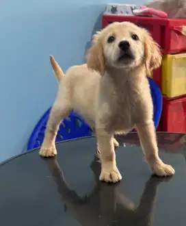 puppy golden retriever garansi 100% asli