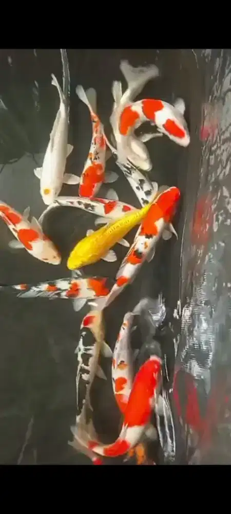 Dijual ikan koi 40-45cm