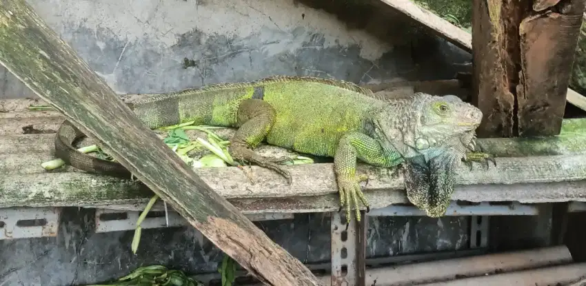 Iguana Columbia Indukan