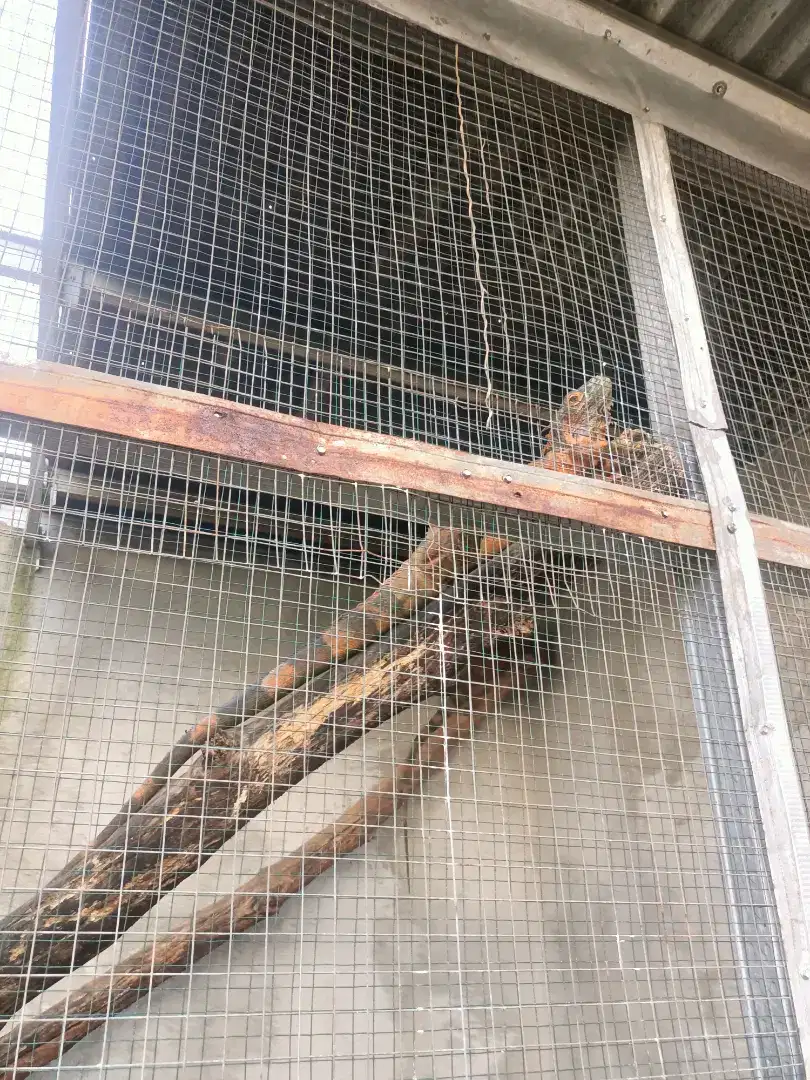 Iguana Red Indukan 1.4m