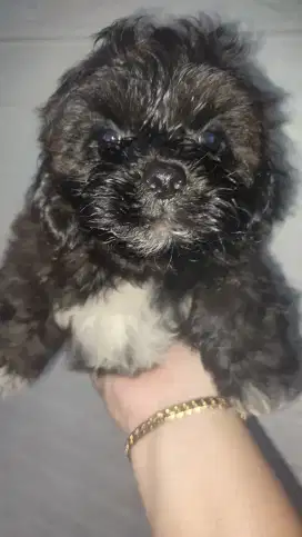 Anak Anjing Shipoo Usia 2bln Warna Brown. Lokasi Bogor
